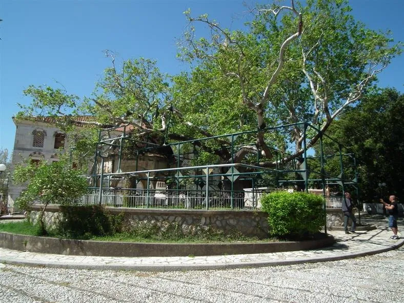 The ancient plane tree of Hippocrates in its stone-paved square in Kos Town